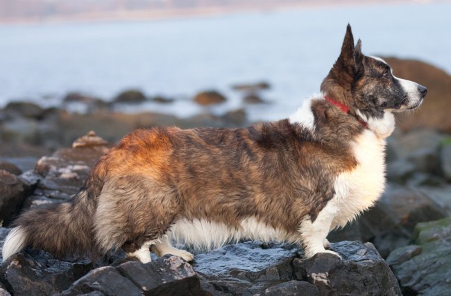 Rasy psów: kardigan walijski corgi