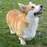 Rasy psów: welsh corgi pembroke Rasy psów: welsh corgi pembroke