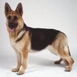 Rasy psów: East European Shepherd Dog Rasy psów: East European Shepherd Dog