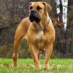 Hodowle psów: południowoafrykański Boerboel Hodowle psów: południowoafrykański Boerboel