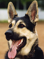 Metody szkolenia i szkolenia psów