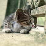 Cat lost: co robić?