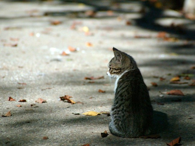 Cat lost: co robić?