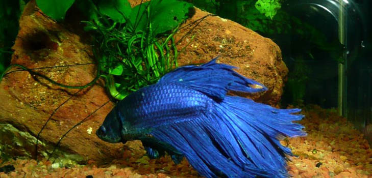 Cockfish: opieka, zawartość, odżywianie
