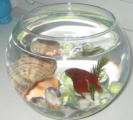 Cockfish: opieka, zawartość, odżywianie