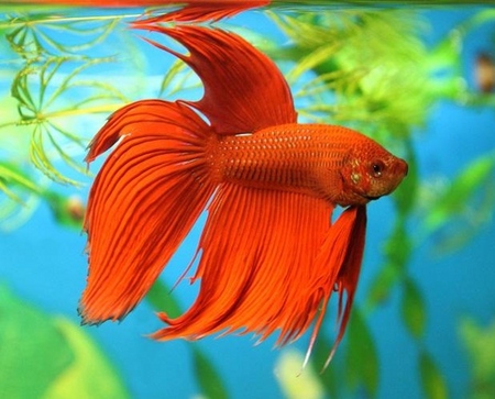 Cockfish: opieka, zawartość, odżywianie
