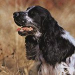 Rosyjski spaniel myśliwski Rosyjski spaniel myśliwski