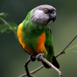 Senegalska papuga