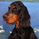 Seter szkocki (Gordon Setter)