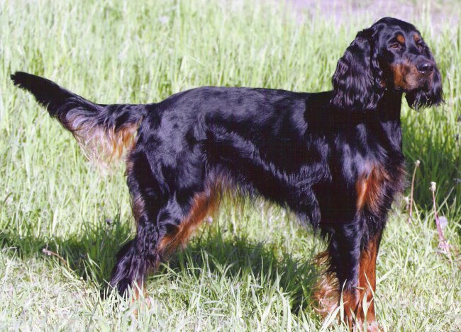 Seter szkocki (Gordon Setter)