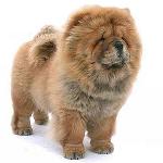 Chow Chow Dog: cechy i opieka