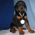 Pies Doberman