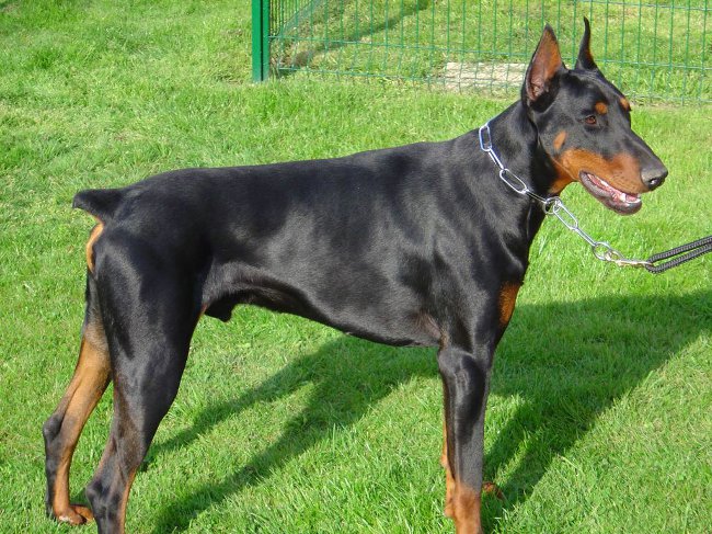 Pies Doberman
