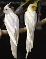 Zawartość papug Corella