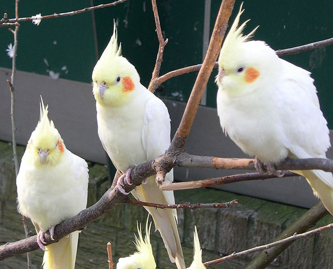 Zawartość papug Corella