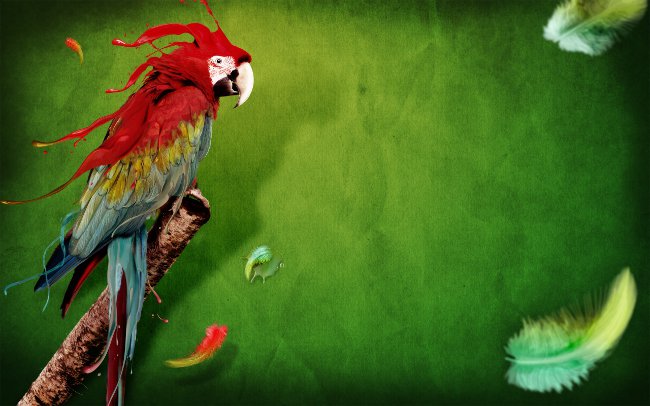 Papuga ma pióra: co robić