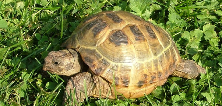 Rodzaje żółwi: co musisz pamiętać, zanim zaczniesz?