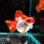 Goldfish-teleskop Goldfish-teleskop