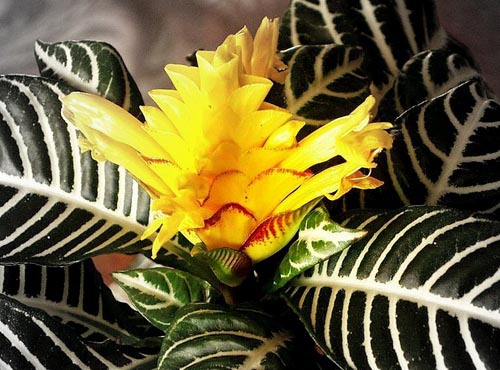 Transplantacja aphelandrii