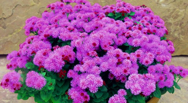 Ageratum: sadzenie i pielęgnacja. Popularne odmiany