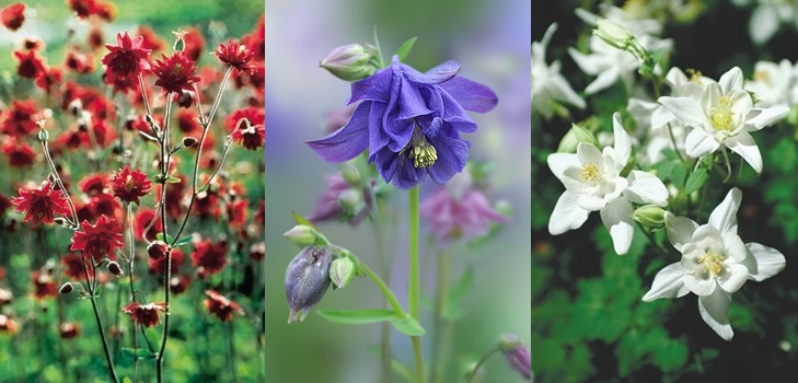 Aquilegia - uprawa i odmiany