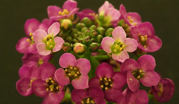 Alyssum: sadzenie i pielęgnacja, zdjęcia najlepszych odmian