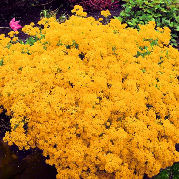 Alyssum: sadzenie i pielęgnacja, zdjęcia najlepszych odmian