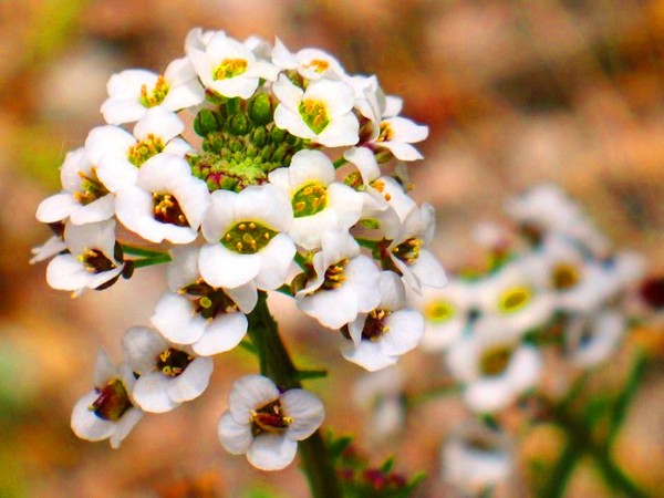Alyssum: sadzenie i pielęgnacja, zdjęcia najlepszych odmian