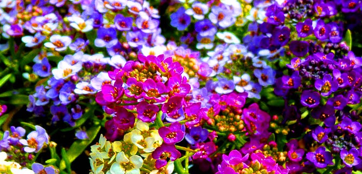 Alyssum: sadzenie i pielęgnacja, zdjęcia najlepszych odmian