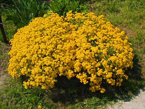 Alyssum: sadzenie i pielęgnacja, zdjęcia najlepszych odmian