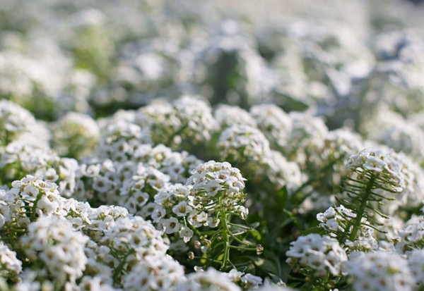 Alyssum: sadzenie i pielęgnacja, zdjęcia najlepszych odmian