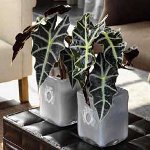 Alocasia i opieka nad nią Alocasia i opieka nad nią