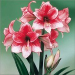 Amaryllis i hippeastrum: bracia bliźniacy Amaryllis i hippeastrum: bracia bliźniacy