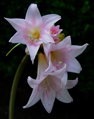 Amaryllis i hippeastrum: bracia bliźniacy Amaryllis i hippeastrum: bracia bliźniacy