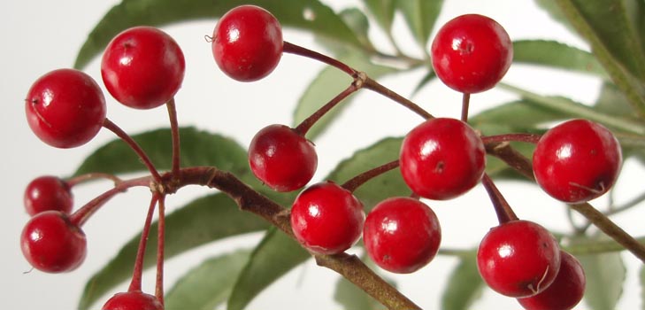 Ardisia: opieka i fotografia