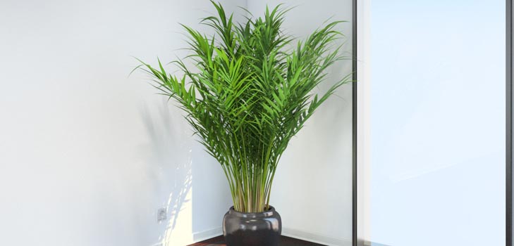Areca, dłoń