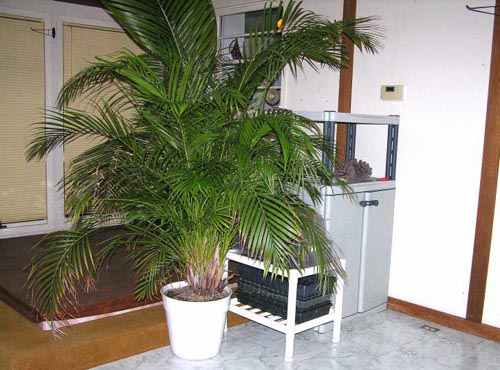 Areca. Opieka domowa