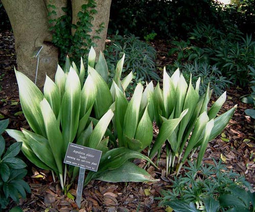 Aspidistra: opieka domowa