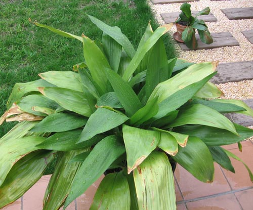 Aspidistra: fotografia i opieka w domu