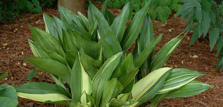 Aspidistra: opieka w domu, kwitnienie, zdjęcie