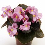 Begonia z nasion Begonia z nasion