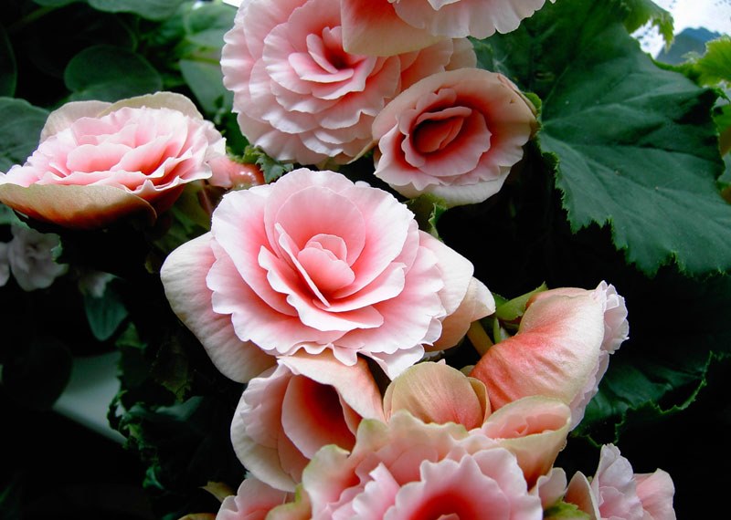 różowa begonia