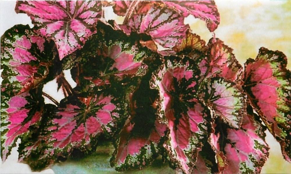 begonia bez kwiatów