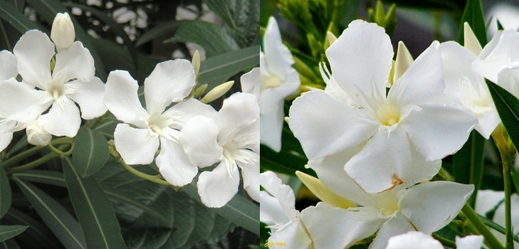 Biały oleander