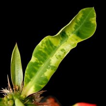 Choroba mozaiki