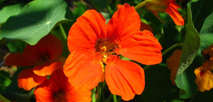 Flower Nasturtium: jak rosnąć z nasion, jak dbać, piękne zdjęcia