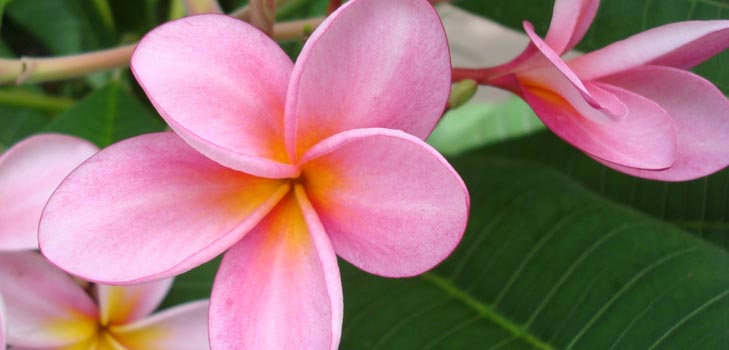 Kwiat Plumeria - magiczny zapach w Twoim domu