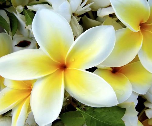 Kwiat Plumeria - magiczny zapach w Twoim domu