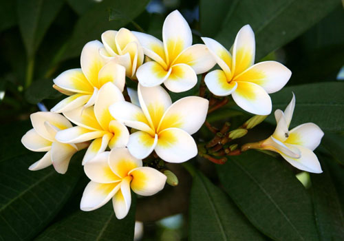 Kwiat Plumeria - magiczny zapach w Twoim domu