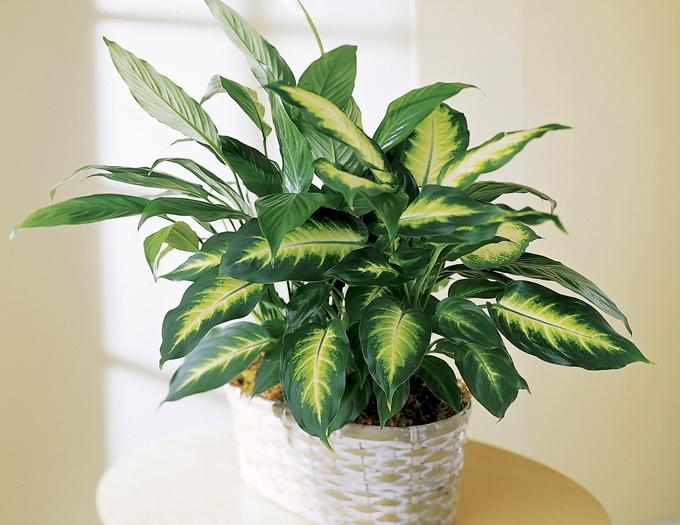 Dieffenbachia: jak właściwie dbać?